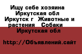 Ищу себе хозяина - Иркутская обл., Иркутск г. Животные и растения » Собаки   . Иркутская обл.